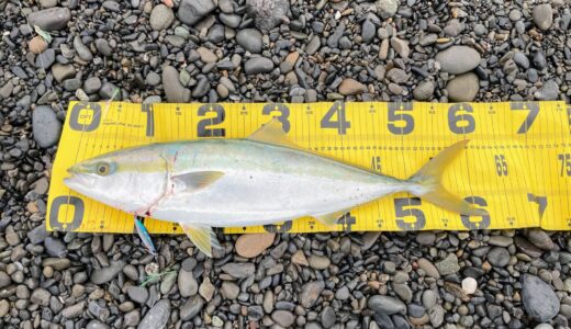 【随時更新】静岡県の釣果まとめ