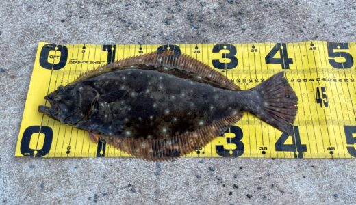 【随時更新】宮城県の釣果まとめ